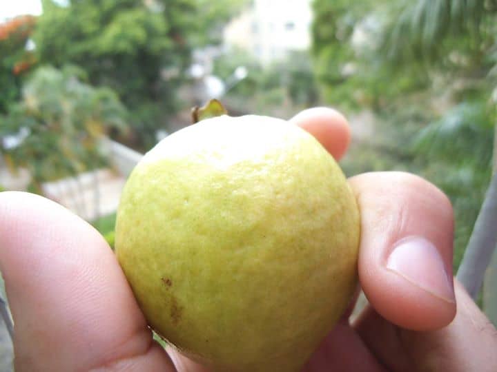 Torta Rápida de Grão de Bico e Pêssego
