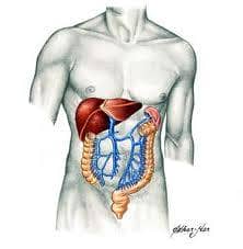 Doenças do fígado e a Alimentação
