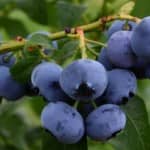 A baga azul: mirtilos